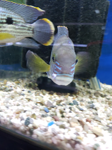 Pet Supply Store «Monrovia Tropical Fish», reviews and photos, 603 W Huntington Dr, Monrovia, CA 91016, USA