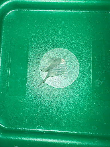 This location served me queso with this piece of plastic mixed into it. 