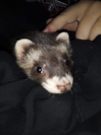 Pet Store «Feeders Supply», reviews and photos, 187 Adam Shepherd Pkwy # 2, Shepherdsville, KY 40165, USA