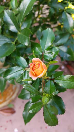 Winery «Post Familie Vineyards», reviews and photos, 1700 St Marys Mountain Rd, Altus, AR 72821, USA