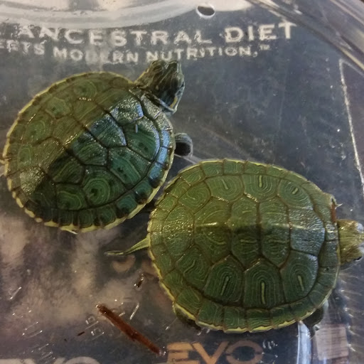 Pet Store «Plattsmouth Pets», reviews and photos, 430 Main St, Plattsmouth, NE 68048, USA