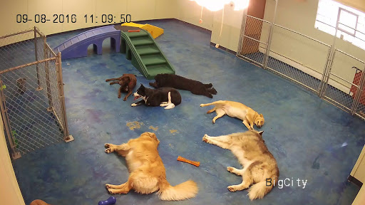 Jagger's Doggie Daycare, Dog Grooming, Training & Boarding