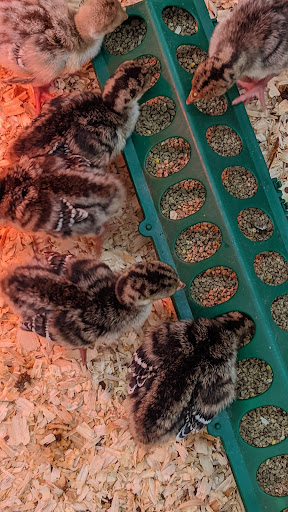 Animal Feed Store «FELDMANS Farm & Home», reviews and photos, 1332 W Kansas St, Liberty, MO 64068, USA