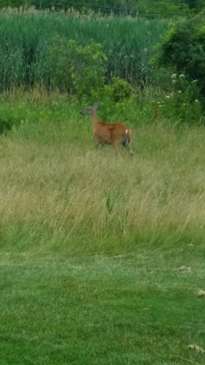 Golf Course «Fieldstone Golf Club», reviews and photos, 1984 Taylor Rd, Auburn Hills, MI 48326, USA