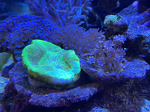 Pet Store «Corals and Fins», reviews and photos, 5011 W Hillsborough Ave, Tampa, FL 33634, USA