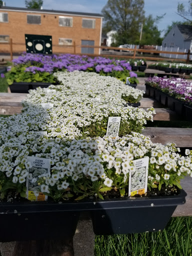 Florist «Lyndhurst Florist», reviews and photos, 5268 Mayfield Rd, Lyndhurst, OH 44124, USA