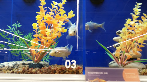 Pet Supply Store «PetSmart», reviews and photos, 1720 E Sherman Blvd, Muskegon, MI 49444, USA