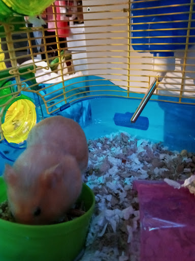 Pet Supply Store «Petco Animal Supplies», reviews and photos, 27111 167th Pl SE #113, Covington, WA 98042, USA