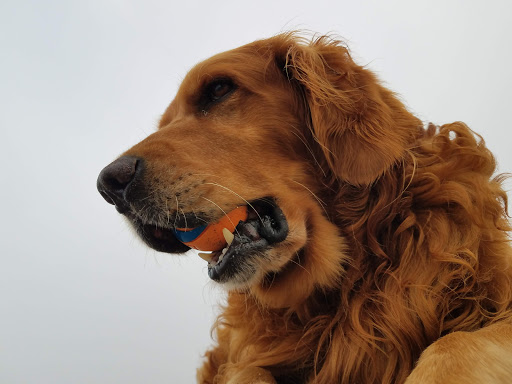 Pet Supply Store «Mini Pet Mart», reviews and photos, 815 S Broadway, Coos Bay, OR 97420, USA