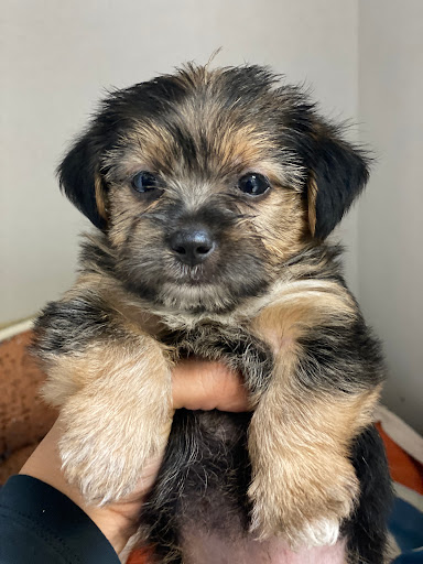 Mission Animal Hospital - 9