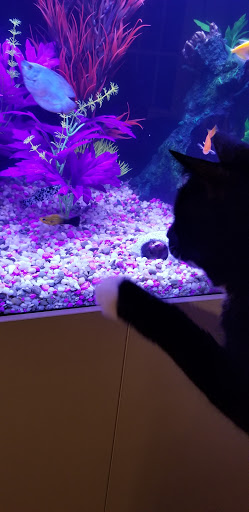 Pet Store «New England Tropical Pet», reviews and photos, 49 Drum Hill Rd, Chelmsford, MA 01864, USA