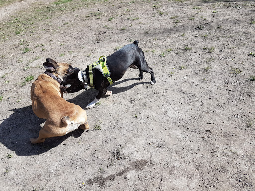 Parker går med hunde København