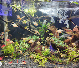 Acuario Biotopic & Garden photo