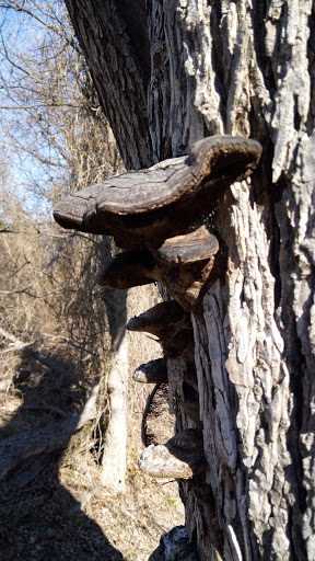 Nature Preserve «Rowlett Creek Preserve», reviews and photos, 2525 Castle Dr, Garland, TX 75040, USA