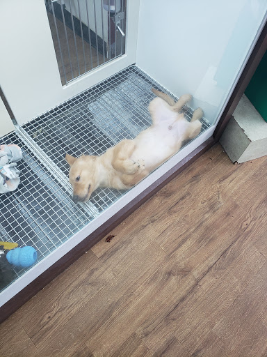 Pet Store «Petland Batavia», reviews and photos, 401 N Randall Rd, Batavia, IL 60510, USA