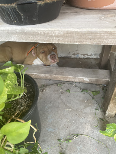 Animal Shelter «Humane Society of El Paso», reviews and photos