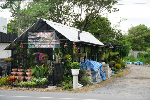 ร้านฮักเลยพันธุ์ไม้ เลขที่ 384 โครงการ 456 ห้อง เอ12 ถนนกาญจนาภิเษก แขวงดอกไม้ เขตประเวศ กรุงเทพมหานคร 10250