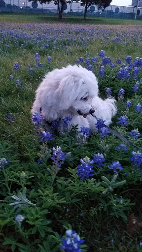 Park «Turner Park», reviews and photos, 600 N Belt Line Rd, Grand Prairie, TX 75050, USA