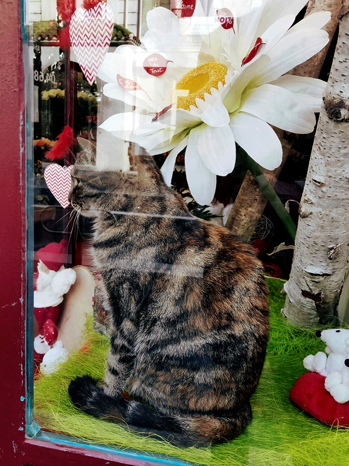 Photo n° 11 de l'avis de caTvalry.o fait le 03/02/2020 à 16:23