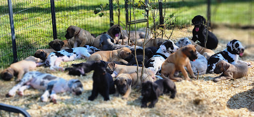 Autumn Woods Great Danes