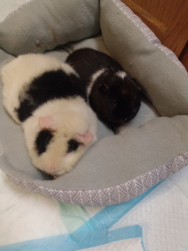 Pet Supply Store «PetSmart», reviews and photos, 160 Wadsworth Blvd, Lakewood, CO 80226, USA