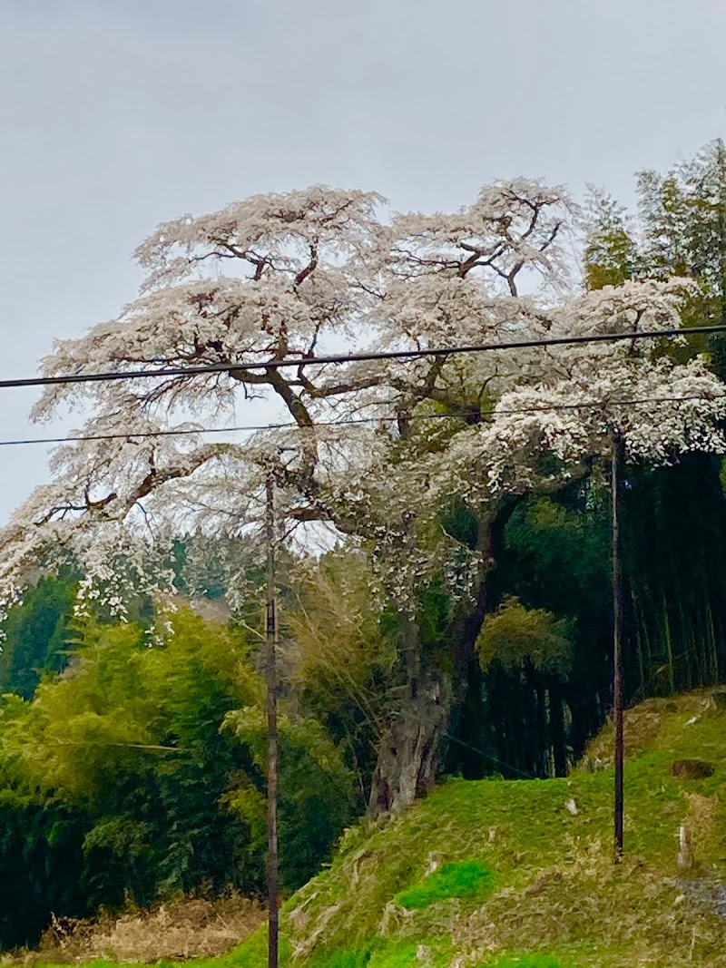 皮籠石のお段様の桜