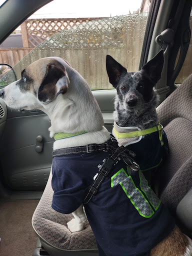 Auto Parts Store «NAPA Auto Parts - Standard Parts», reviews and photos, 509A E Yelm Ave, Yelm, WA 98597, USA