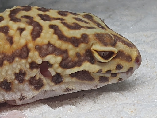 Pet Supply Store «Petco Animal Supplies», reviews and photos, 4915 E 41st St C, Tulsa, OK 74135, USA