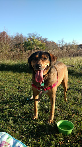 Nature Preserve «Goodenow Grove Nature Preserve», reviews and photos, 27064 Dutton Rd, Beecher, IL 60401, USA