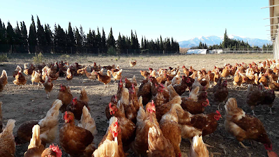La Colline - Oeufs 100% Bio à Toulouges