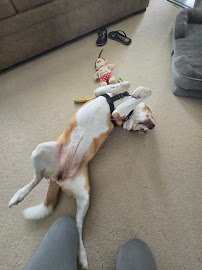 Paws for Good Vibes - Photo 6 - Car repair in Waimanalo, HI, Honolulu