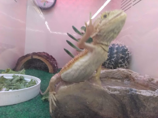 Pet Supply Store «Pet Supplies Plus», reviews and photos, 21703 Village Lakes Shopping Center Dr, Land O Lakes, FL 34639, USA