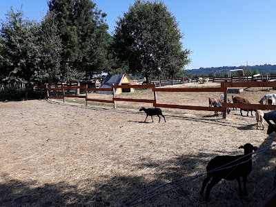 Ferme d'Opale à Montauban