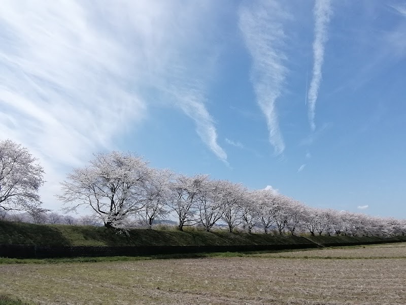 野間桜並木