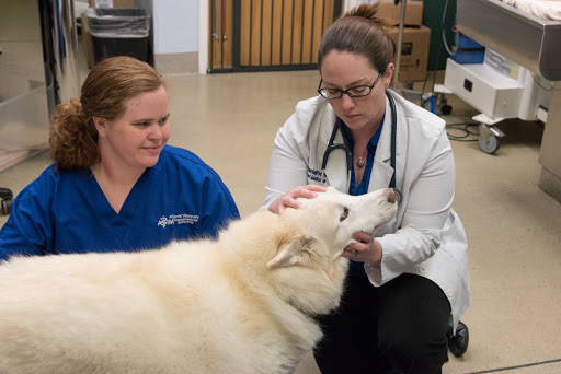 Atlantic Veterinary Internal Medicine & Oncology - Hunt Valley image