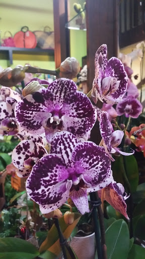 Florist «Natural Orchids Boutique», reviews and photos, 10129 SW 72nd St, Miami, FL 33173, USA