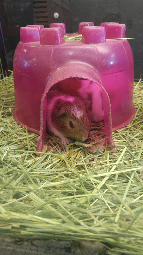 Pet Supply Store «PetSmart», reviews and photos, 170 Marketplace Blvd, Hamilton Township, NJ 08691, USA