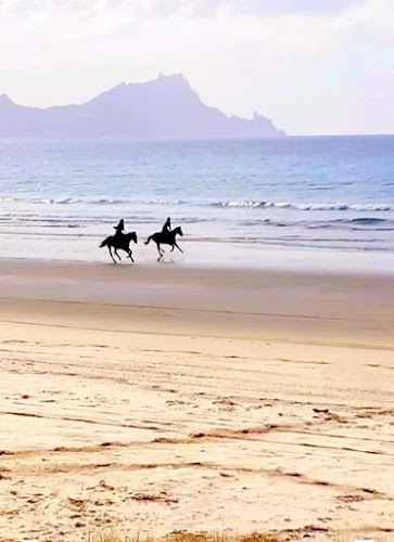 Tuidale Stables - Uretiti Beach horse treks Phone number