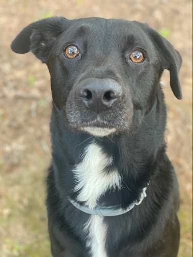 Insurance Agency «State Farm: Trey Rhodes», reviews and photos