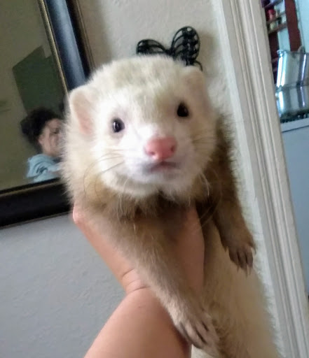 Pet Supply Store «Petco Animal Supplies», reviews and photos, 4950 S 76th St, Greenfield, WI 53220, USA