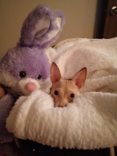 Pet Supply Store «Detroit K-9 Pet Supplies», reviews and photos, 7030 Michigan Ave, Detroit, MI 48210, USA