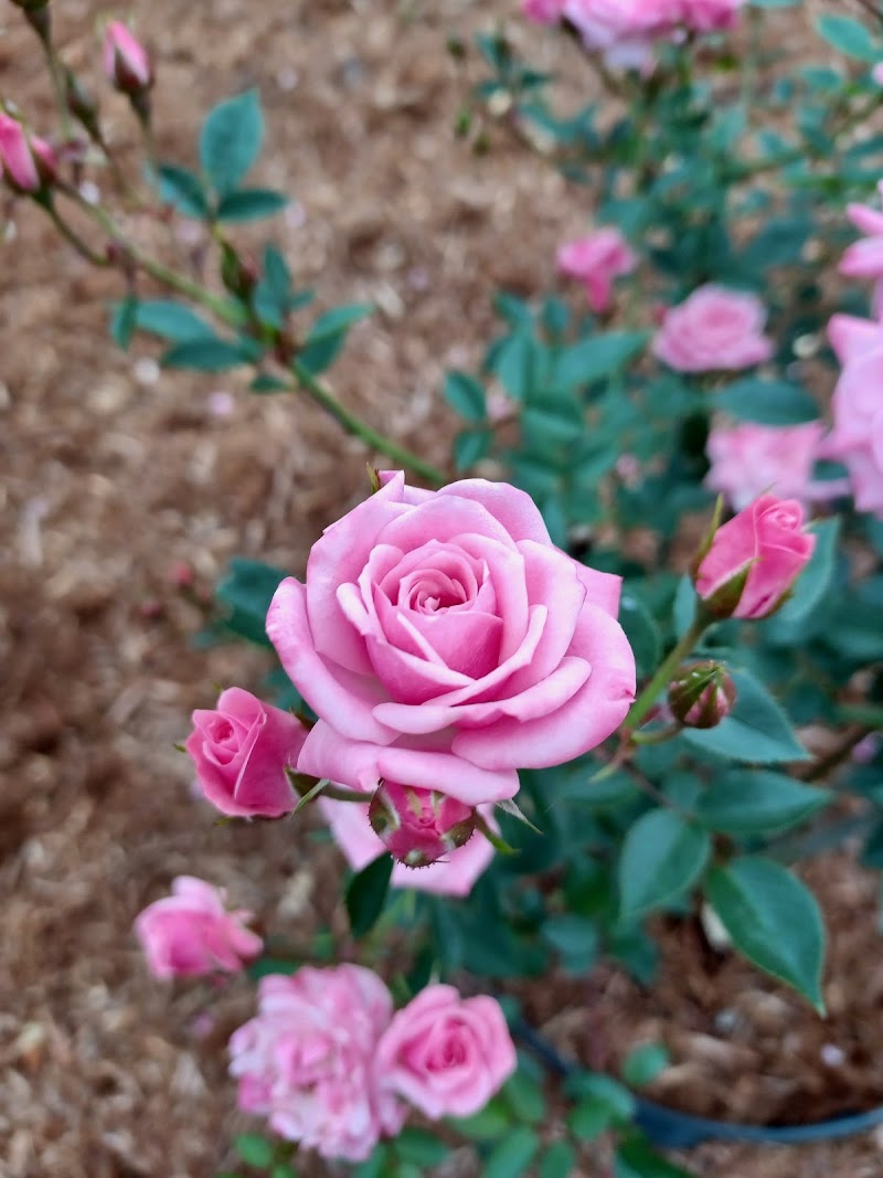 町田市立野津田公園 東京都町田市野津田町 公園 公園 グルコミ