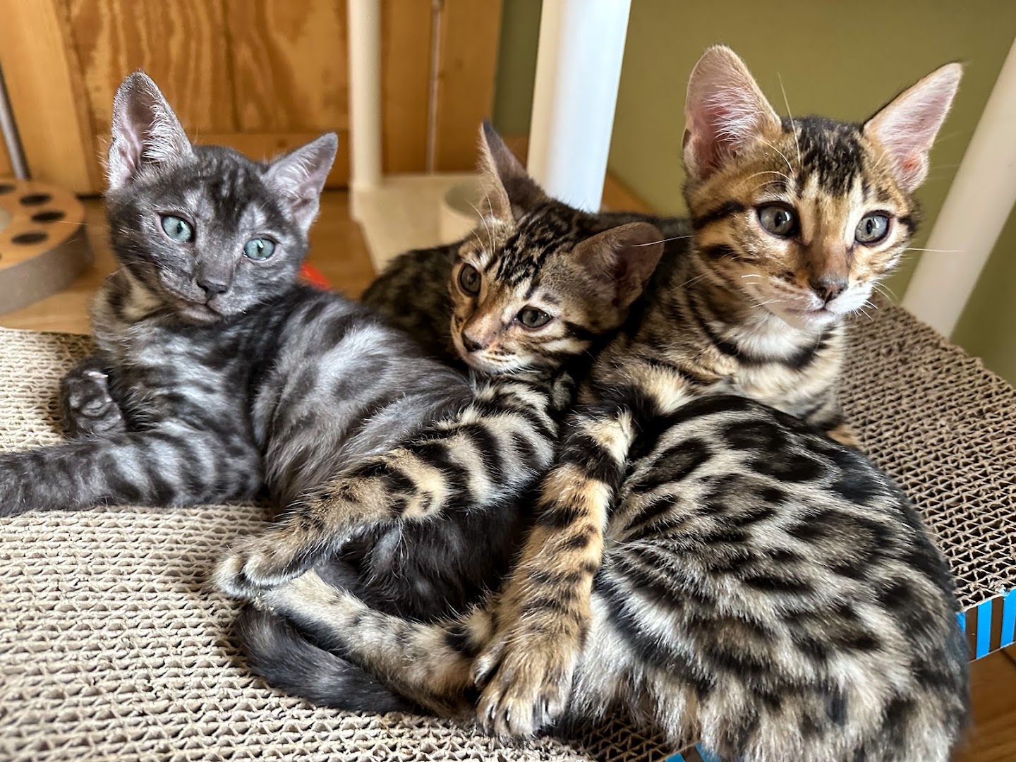 Buckaroo Bengals - Pedigree Bengal Kittens for Sale