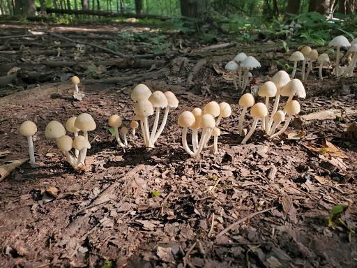 Park «Mills Reservation County Park», reviews and photos, Highland Ave, Cedar Grove, NJ 07009, USA