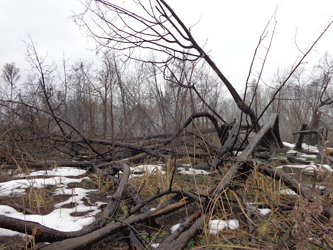 Telefonszám: Alföldfásítási Múzeum KEFAG Zrt.