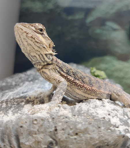 Pet Supply Store «Petco Animal Supplies», reviews and photos, 6137 Mid Rivers Mall Dr, St Charles, MO 63304, USA