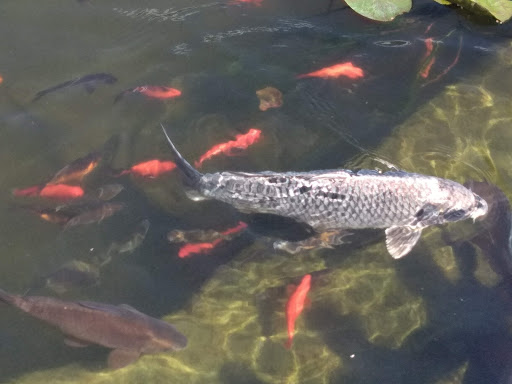 Florist «Loose Caboose LLC», reviews and photos, 18492 E Telegraph Rd, Santa Paula, CA 93060, USA