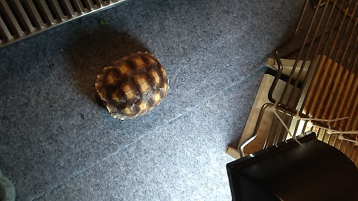 Pet Supply Store «PetSmart», reviews and photos, 12483 Limonite Ave, Mira Loma, CA 91752, USA