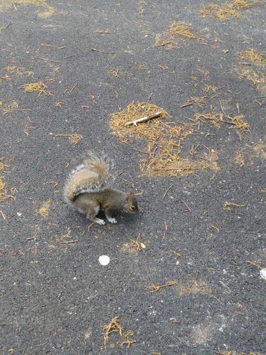 Park «George Rogers Clark Park», reviews and photos, 1024 Thruston Ave, Louisville, KY 40217, USA