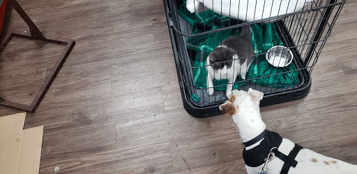 Pet Supply Store «At Your Services Pet Supplies», reviews and photos, 55 S Valle Verde Dr #300, Henderson, NV 89012, USA